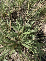 Eriogonum lachnogynum