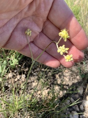 Eriogonum lachnogynum