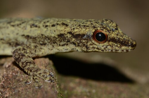 Fischer's Dwarf Gecko, Lygodactylus fischeri