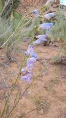 Penstemon comarrhenus