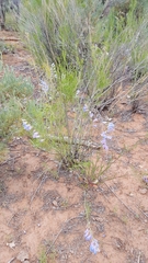 Penstemon comarrhenus
