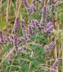 Mentha × rotundifolia, photograph (c) ikelman, some rights reserved (CC BY)