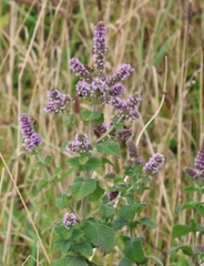 Mentha × rotundifolia, photograph (c) ikelman, some rights reserved (CC BY)