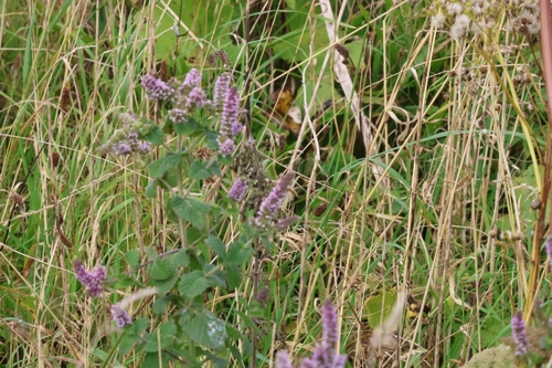 Mentha × rotundifolia, photograph 6