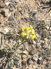 Oreocarya confertiflora
