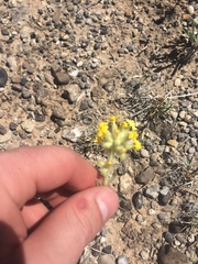 Oreocarya confertiflora