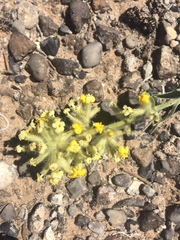 Oreocarya confertiflora