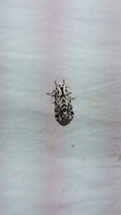 Hypercompe permaculata