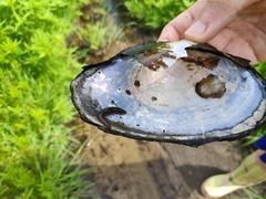 Haemopis sanguisuga