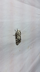 Hypercompe permaculata