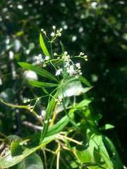 Galium sylvaticum