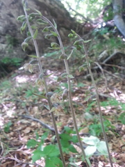 Epipactis microphylla