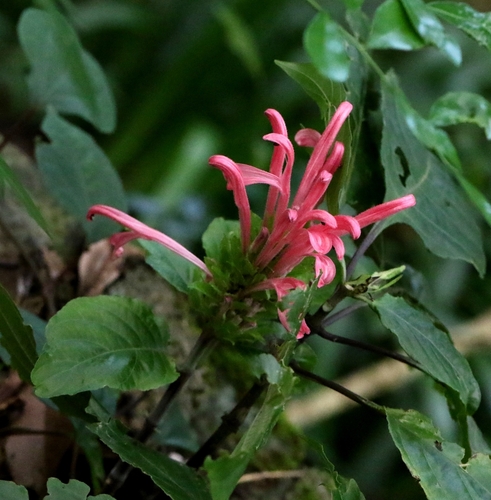 Image of Justicia carnea by no rights reserved