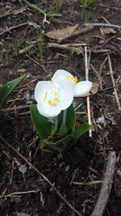 Weldenia candida