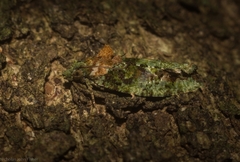 Sorolopha delochlora