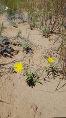 Crepis runcinata