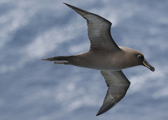 Sooty Albatross photo 2