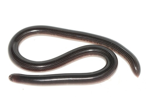 Common Lined Worm Snake