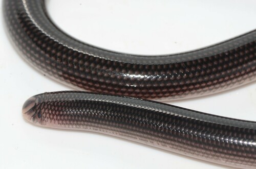 Common Lined Worm Snake
