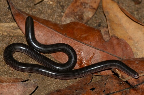 Common Lined Worm Snake