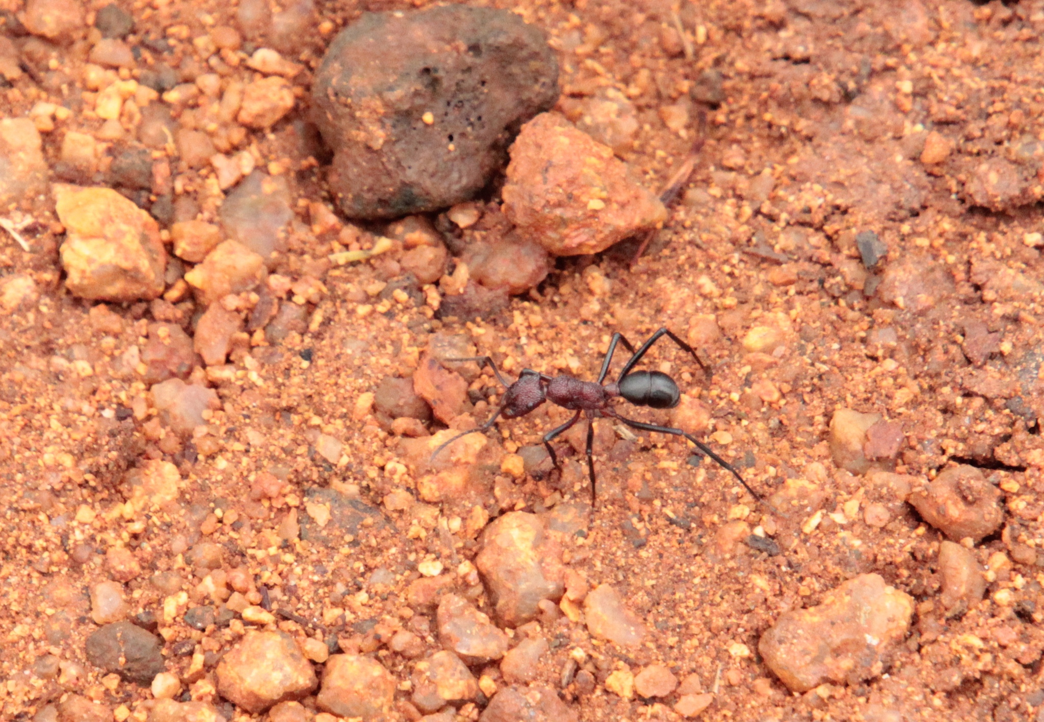 Rhytidoponera cornuta