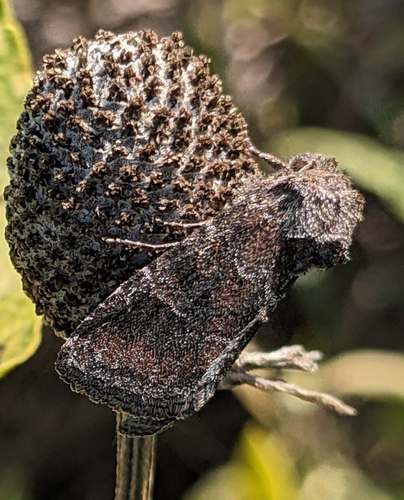 Thinker Moth