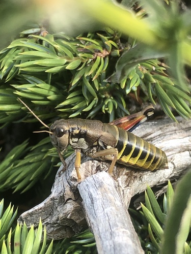Carpetan Mountain Grasshopper