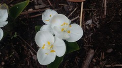 Weldenia candida