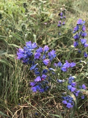 Echium vulgare