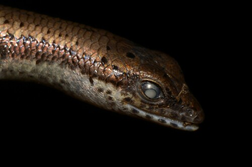 Reichenow's Lidless Skink, Lacertaspis reichenowii