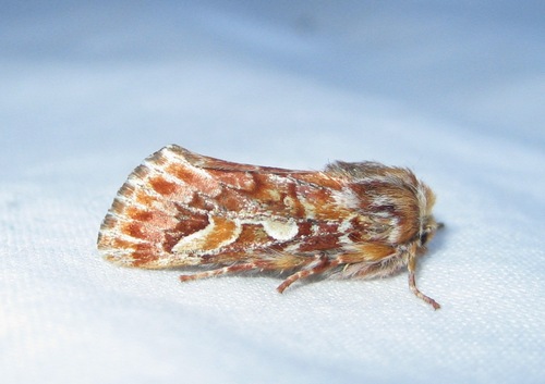 Panolis flammea