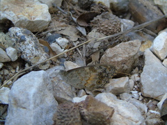 Lasiommata