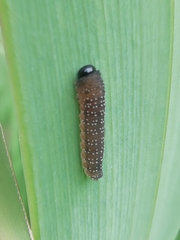 Rhadinoceraea micans