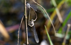 Pseudagrion salisburyense
