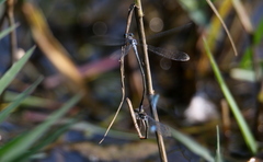 Pseudagrion salisburyense
