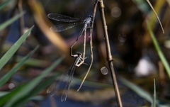 Pseudagrion salisburyense