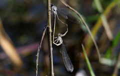 Pseudagrion salisburyense