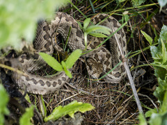 Vipera renardi