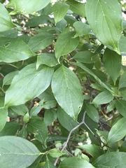 Cornales