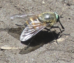 Stonemyia fera