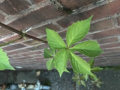 Parthenocissus quinquefolia