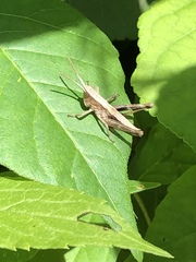 Chloealtis conspersa