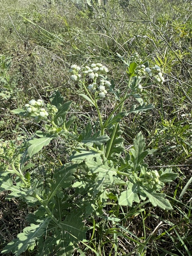 Image of Parthenium confertum by (c) Gary Bowers, some rights reserved (CC BY)