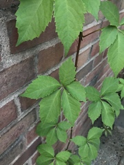Parthenocissus quinquefolia