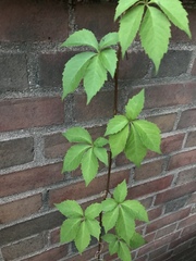Parthenocissus quinquefolia