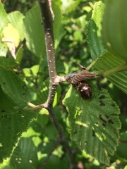 Calligrapha confluens