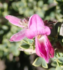 Indigofera nigromontana