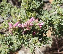 Indigofera nigromontana