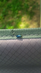 Chrysobothris scitula