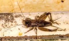 Loxoblemmus